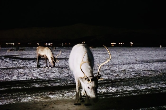 Reindeer, Tromsø